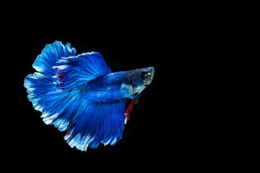 Siyam mücadele balık