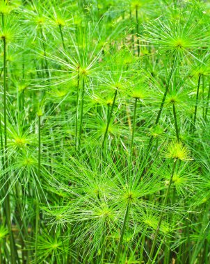 Yeşil papirüs yaprakları