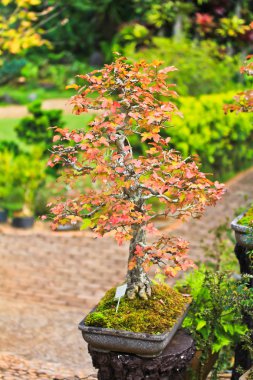 Bonsai ağaçlar akçaağaç
