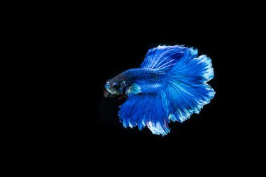 Siyam mücadele balık