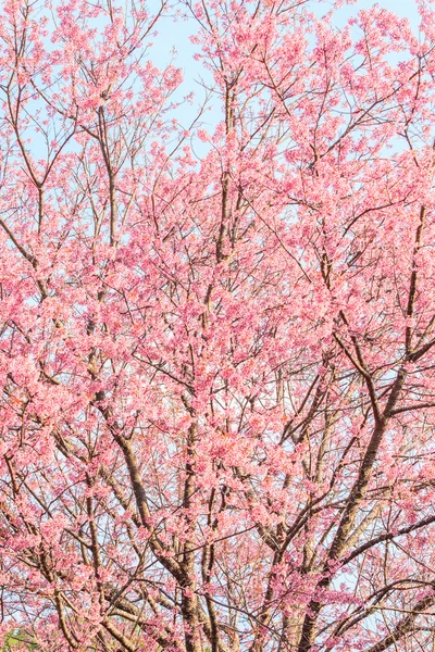Sakura or cherry blossom — Stock Photo, Image