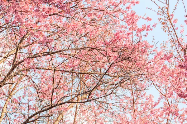 Sakura eller cherry Blossom — Stockfoto