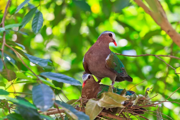Aves de pomba-esmeralda — Fotografia de Stock