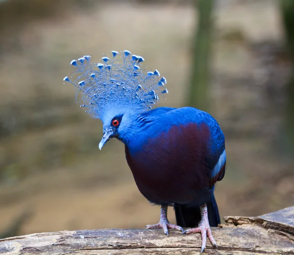 Exotische vogel goura victoria — Stockfoto