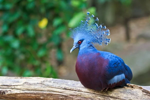 Victoria goura exotických ptáků — Stock fotografie