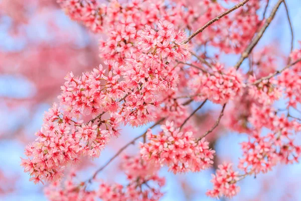 Sakura of kersenbloesem — Stockfoto