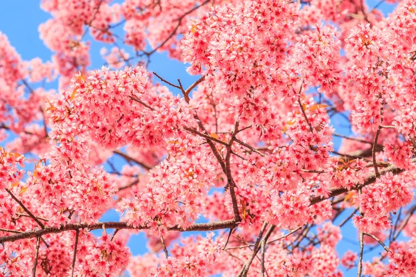 Sakura o fiori di ciliegio — Foto Stock