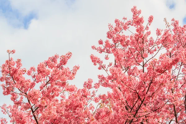 Sakura ή κεράσι ανθίσει — Φωτογραφία Αρχείου