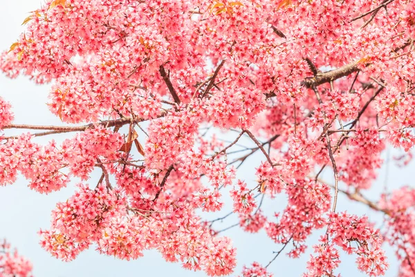 Sakura of kersenbloesem — Stockfoto