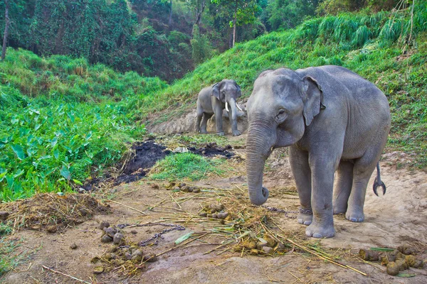 큰 태국 코끼리 — 스톡 사진