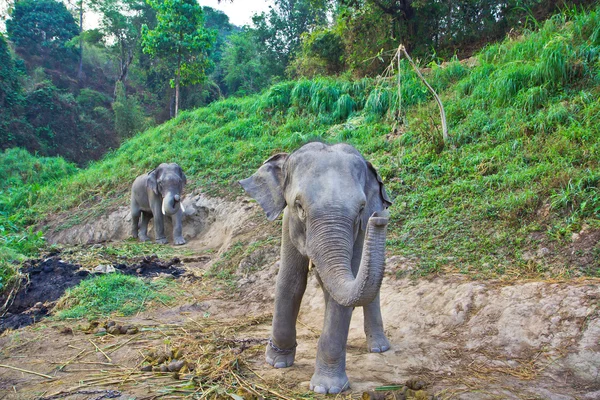 Grands éléphants de Thaïlande — Photo