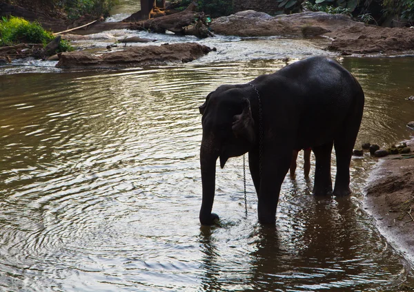 Elephant in forest lake — Stock Photo, Image