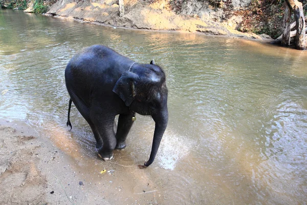 Elephant in forest lake — Stock Photo, Image