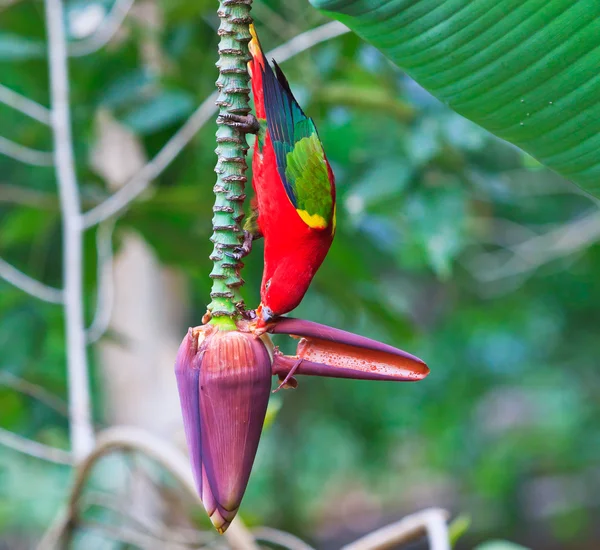 Beautiful red parrot bird — Stock Photo, Image