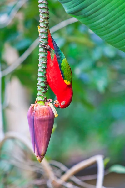 Beautiful red parrot bird — Stock Photo, Image