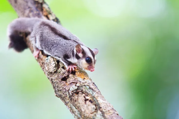 Beautiful sugar glider — Stock Photo, Image