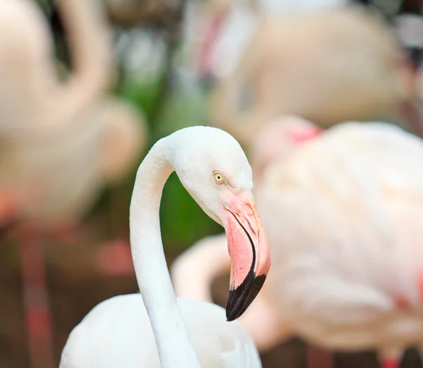 Vacker Flamingo fågel — Stockfoto