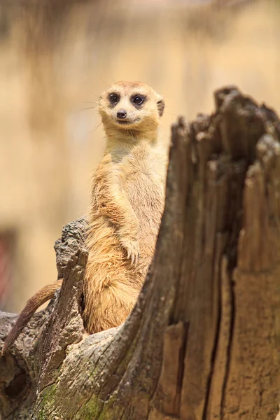 Africano Meerkat no zoológico — Fotografia de Stock