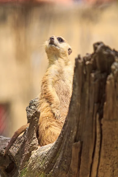 Erdmännchen im Zoo — Stockfoto