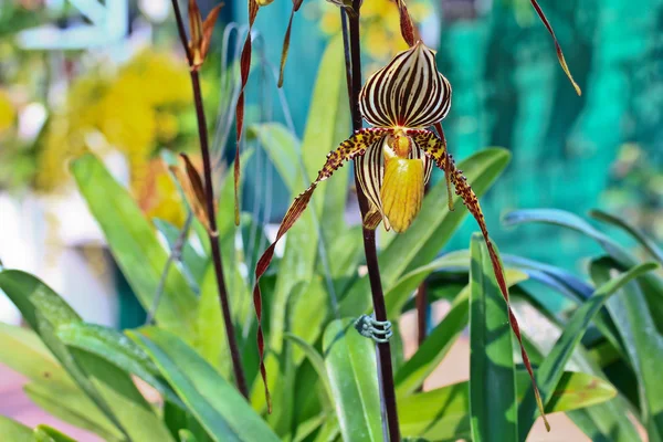 Flores de orquídeas em Tailândia — Fotografia de Stock