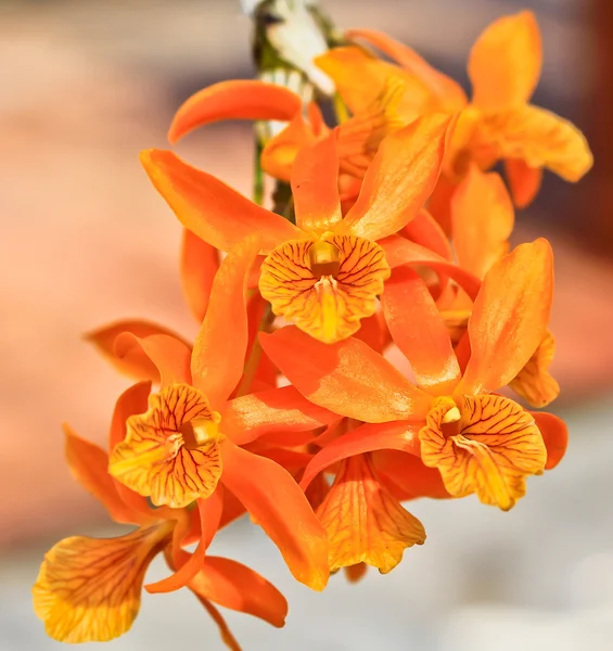 Flores de orquídeas em Tailândia — Fotografia de Stock