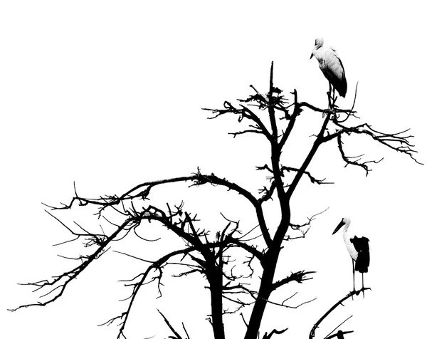 Toter Baum und Vögel — Stockfoto