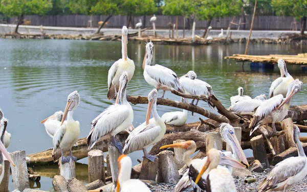 Spot Billed Pelicans — Stock Photo, Image
