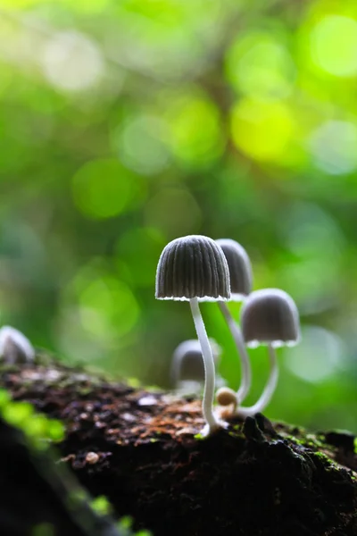 Funghi bianchi nella foresta — Foto Stock