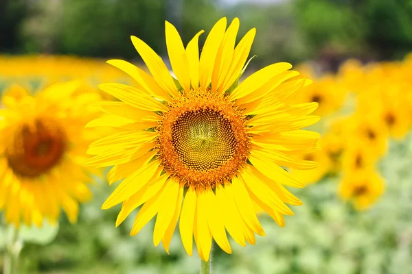 Schöne gelbe Sonnenblumen — Stockfoto