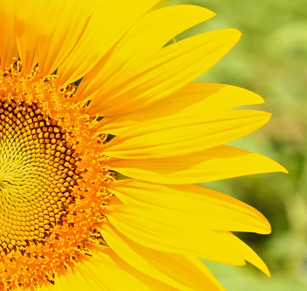 Schöne gelbe Sonnenblume — Stockfoto