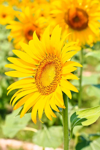 Beaux tournesols jaunes — Photo