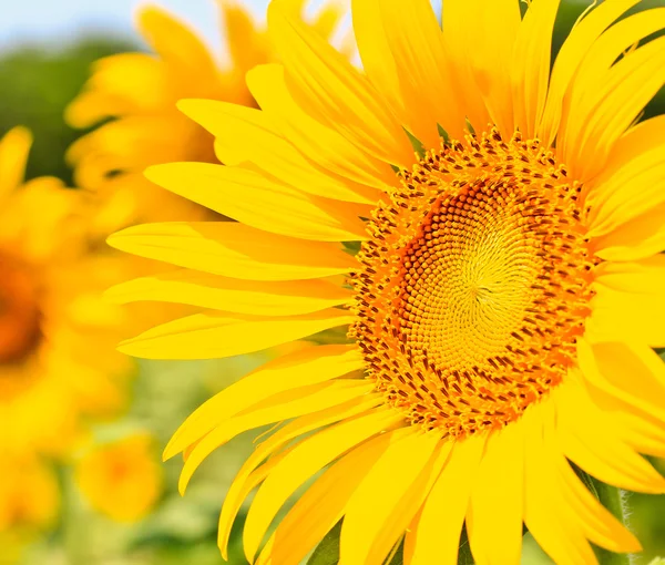 Mooie gele zonnebloemen — Stockfoto