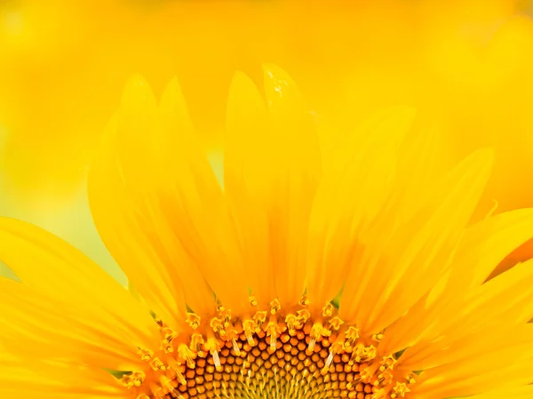 Schöne gelbe Sonnenblume — Stockfoto