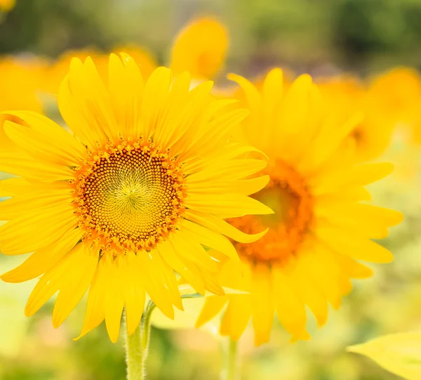 Vackra gula solrosor — Stockfoto