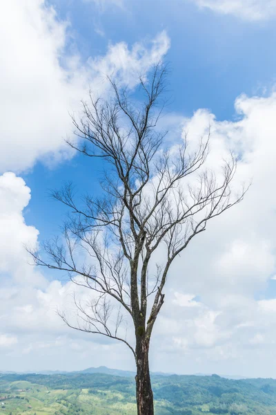 Solo árbol muerto —  Fotos de Stock