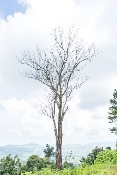 Allein toter Baum — Stockfoto