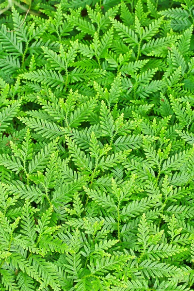 Fern leaves in forest — Stock Photo, Image
