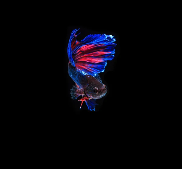 Siamese fighting fish — Stock Photo, Image