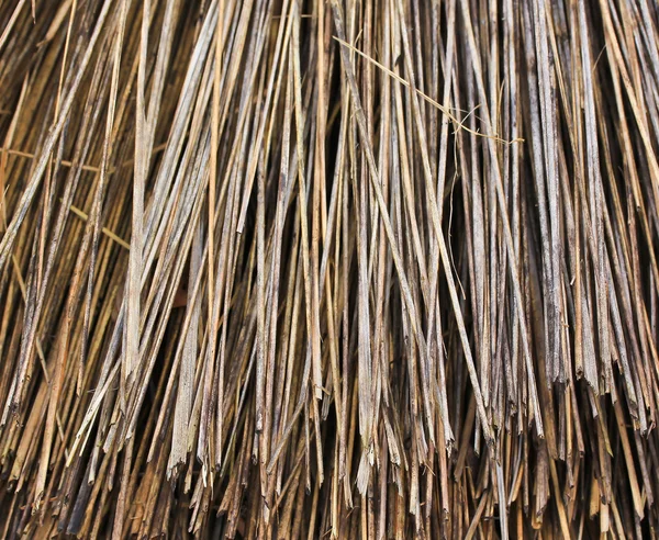 Hay Maple close up — Stock Photo, Image