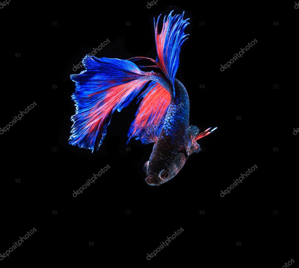 Poisson De Combat Siamois Image Libre De Droit Par Deerphoto C