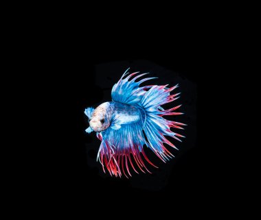 Siyam mücadele balık