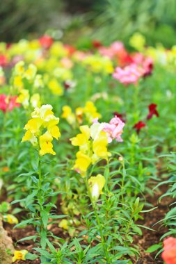 Çiçek Bahçesi portre