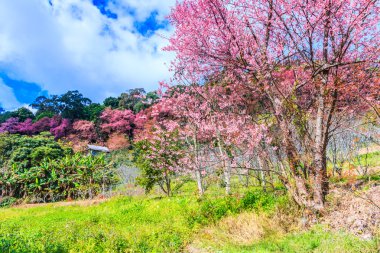 manzara kiraz çiçeği  