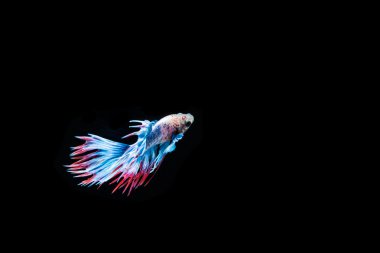 Siyam mücadele balık