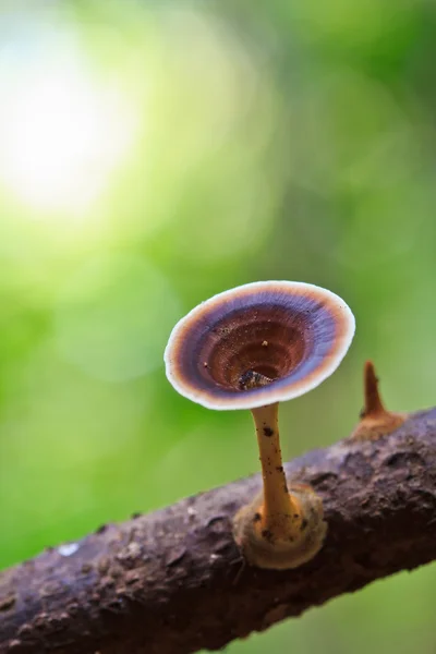 Funghi marroni nella foresta — Foto Stock