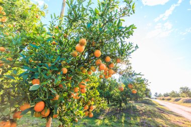 Yeşil portakal bahçesi