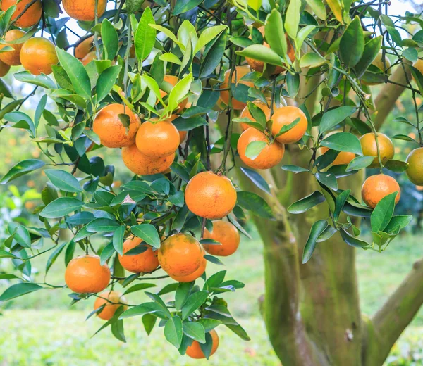 Giardino verde arancio — Foto Stock