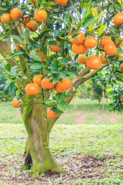 Verde jardim laranja — Fotografia de Stock