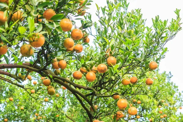 Green orange garden — Stock Photo, Image