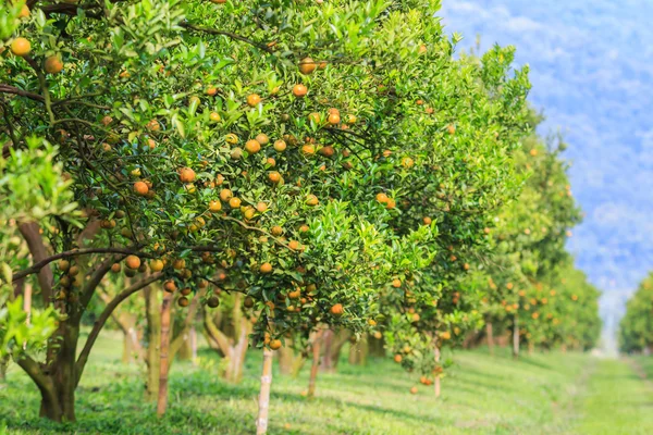 Zielony ogród pomarańczowy — Zdjęcie stockowe